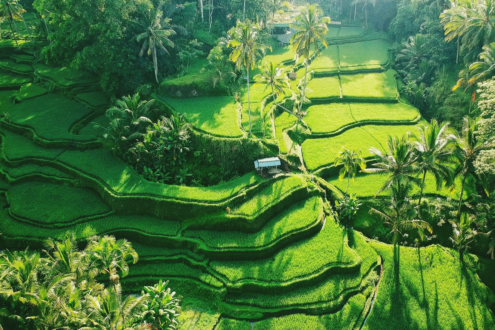 Rice Paddy Paradise